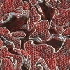 asylumreptileskin2000x2000-007