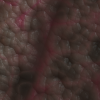 rawfleshtexturetransparent-009